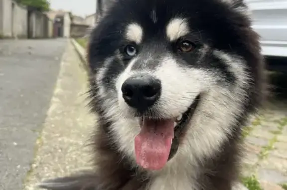 Chien perdu près de l'aéroport - photo