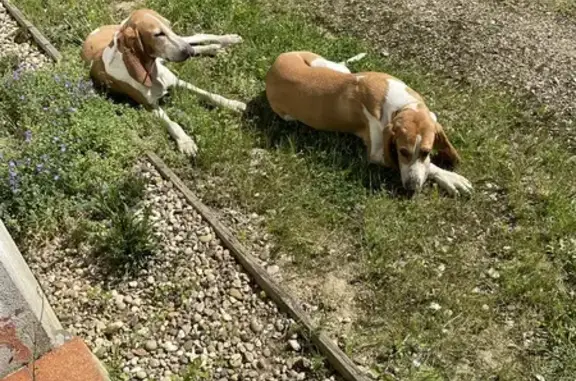 Chien perdu Branges, photo : Alerte: 2 chiennes Schwytzois perdues