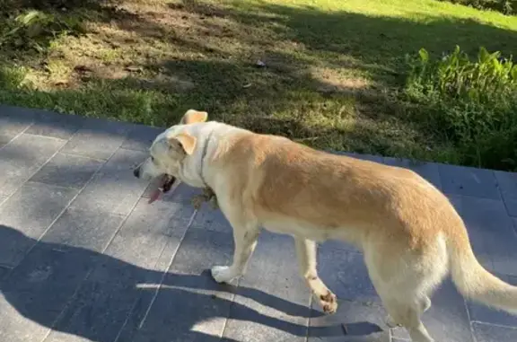 Chien perdu avec corde à Panazol - photo