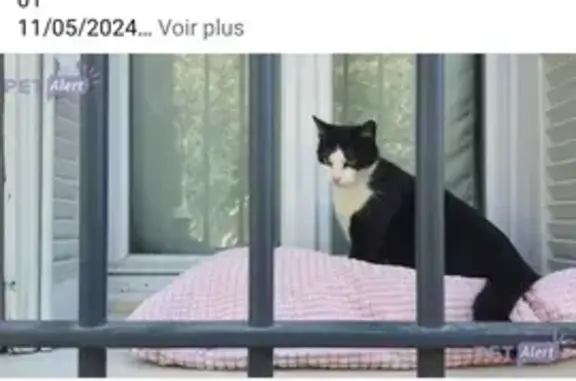 Chat noir et blanc perdu - photo