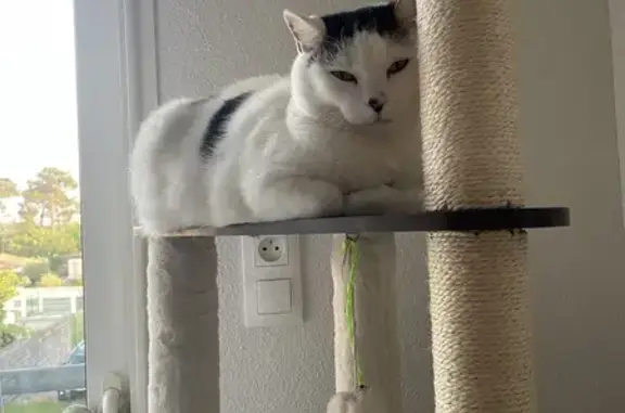 Animaux perdus Villenave-d'Ornon, photo: Chat Européen perdu à Villenave