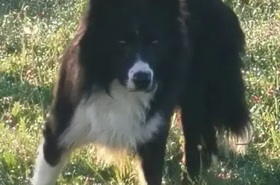Chien Border Collie perdu près de Glandon - photo