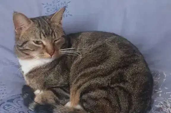 Animaux perdus Dunkerque, photo: Chat craintif perdu à Fort-Mardyck