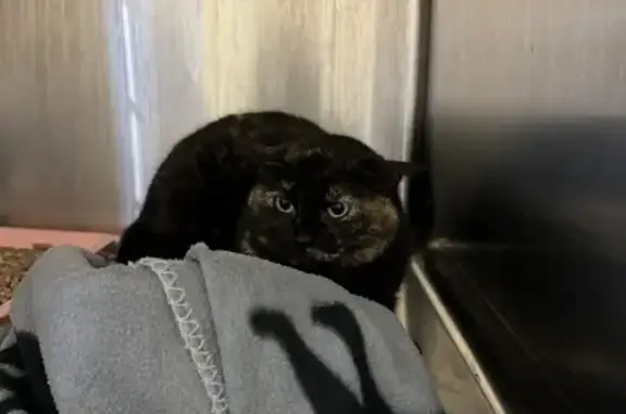 Chatte convulsée sauvée à Montfermeil - photo