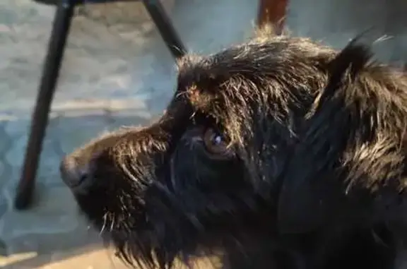 Chien trouvé , photo: Chien perdu à Sarniguet retrouvé