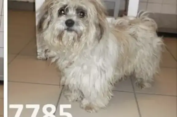 Chien perdu près A6 Grigny retrouvé - photo