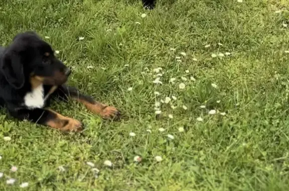 Chiot craintif perdu à Huriel - photo