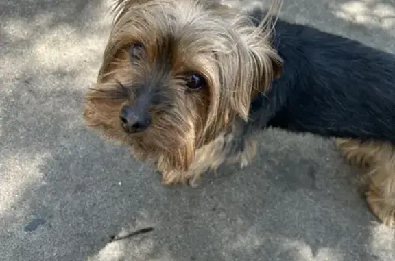 Lost Yorkie Found on N Logan Ave, MN!