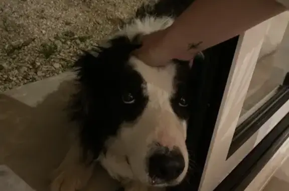 Chien trouvé Chalamont, photo: Border Collie mâle perdu à Chalamont