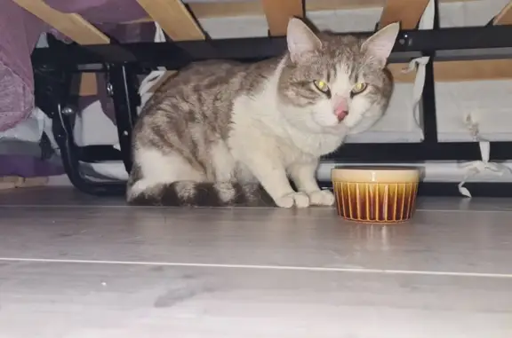 Chat gris-blanc perdu à Varilhes - photo