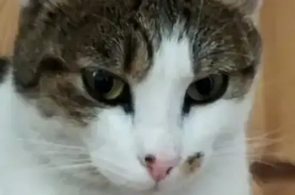 Chatte blanche tigrée trouvée au Mans - photo