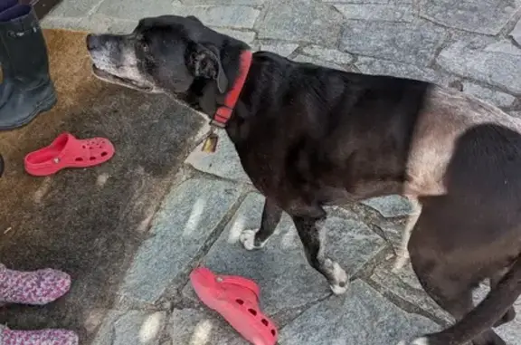 Chien perdu à Puy-St-André retrouvé - photo