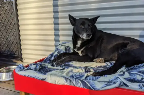 Lost Old Collie Mix near Canoelands Rd!