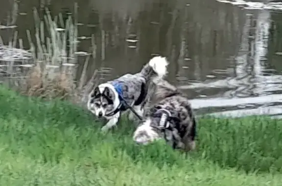 Chien perdu , photo : Perdu: Ouchka, Husky Bicolore