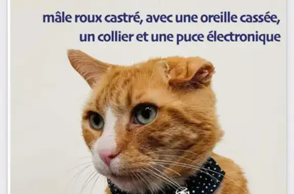 Chat perdu, Lormes, photo: Avis de recherche: Ginger perdu