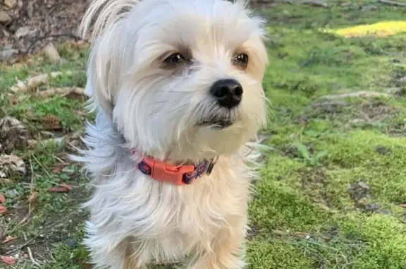 Lost Yorkie in Athens - Help Find Her!