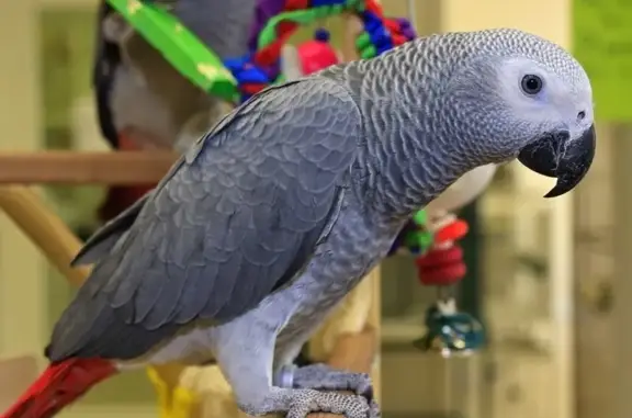 Animaux perdus Montpellier, photo: Perroquet égaré à Montpellier