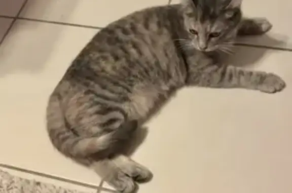 Chat disparu, peut-être blessé - photo