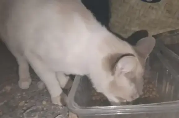 Gato encontrado , foto: Encontrada gata cariñosa Calle Higueras