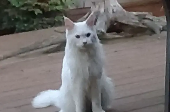 Maine Coon blanc perdu à Mios - photo