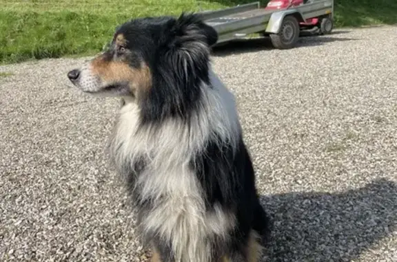 Chien Border Collie retrouvé - photo