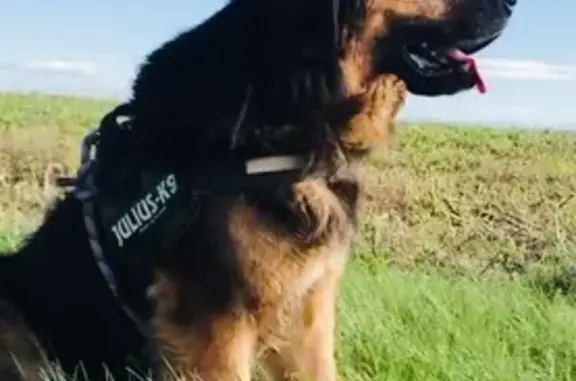 Chien perdu Sonnay, photo : Chien noir et feu perdu à Sonnay