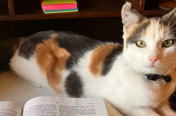 Found Calico Cat: Green Eyes, Bent Ear!