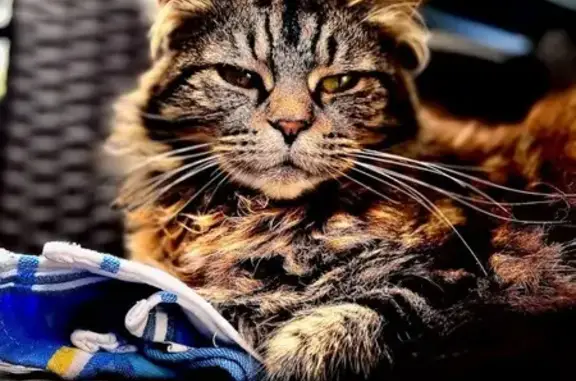 Chat perdu, , photo: Papuche, chatte tigrée perdue