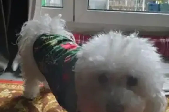 Chien Bichon Perdu sur A5 - photo