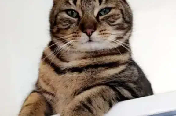 Chat perdu, Amiens, photo: Chat Kyubi disparu à Amiens