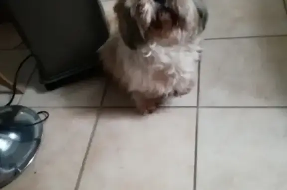 Shi Tzu perdu: blanc/beige, sociable - photo