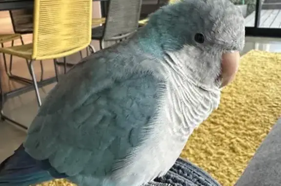 Found Quaker Parrot in Adelaide - Safe!