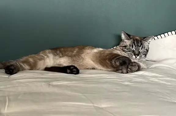 Chat perdu, Saint-Just-Saint-Rambert, photo: Chat Perle perdu, collier rose