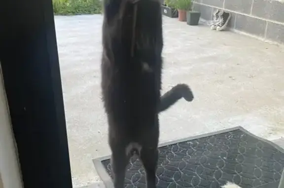 Chatte noire collier vert trouvée - photo