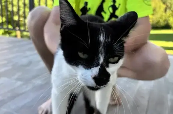Chat affectueux trouvé à Balzac - photo
