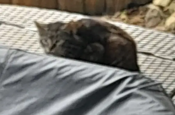 Chat tigré trouvé à Roullet - photo