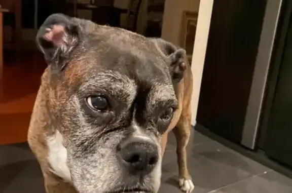 Lost Senior Boxer Tike - Help...