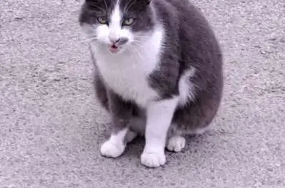 Animaux trouvés , photo: Chat câlin trouvé à Longpont