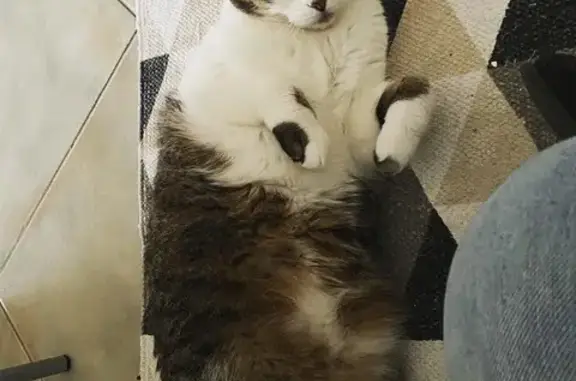 Animaux perdus Malataverne, photo: Chatte Mia perdue - Pucée et timide