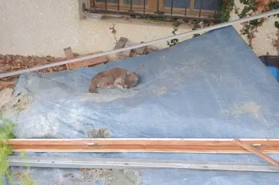 Chat cendré blessé trouvé Labatut - photo