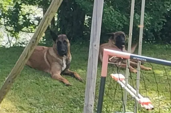 Chien trouvé , photo: Chien Malinois perdu à Chaussan