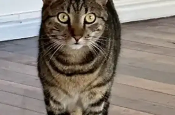 Lost Tabby Cat Barney in Highland Park!