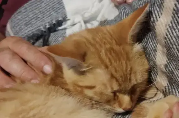 Chat perdu, , photo: Chatte Européenne perdue - Occitanie