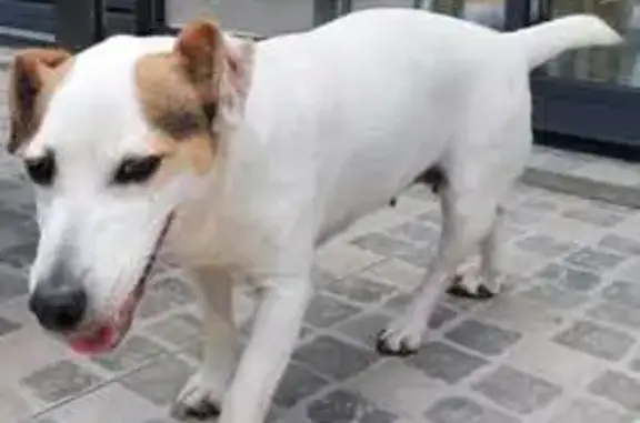 Chien trouvé Émerainville, photo: Jack Russell perdu à Émerainville