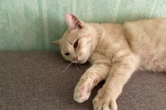 Chatte beige trouvée à Cesson - photo