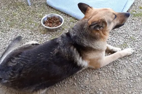 Trouvée: Chienne loup fauve à Viriat - photo