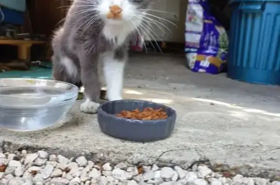 Chat gris-blanc maigre trouvé - photo