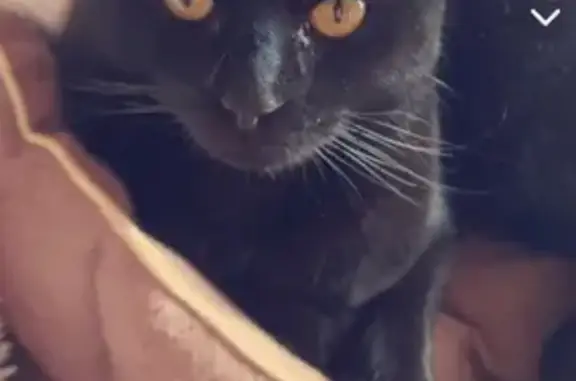 Chat noir perdu à Elbeuf #13 - photo