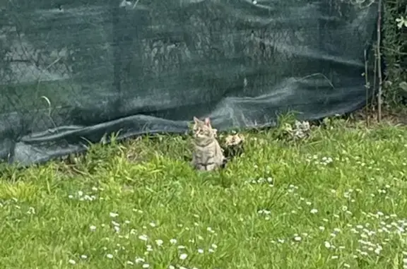 Animaux trouvés Sablé-sur-Sarthe, photo: Chat et chaton trouvés à Sablé
