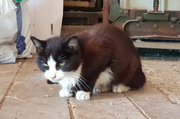 Chaton noir et blanc trouvé - photo